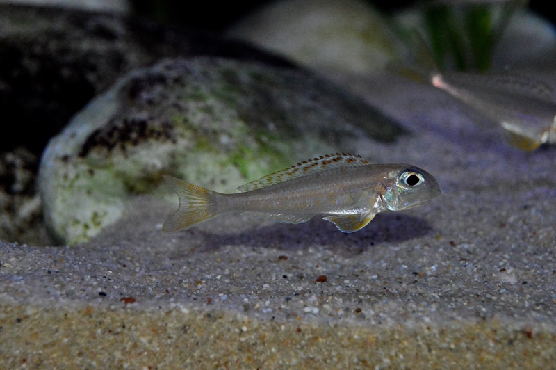 Xenotilapia flavipinnis 'Kekese'
